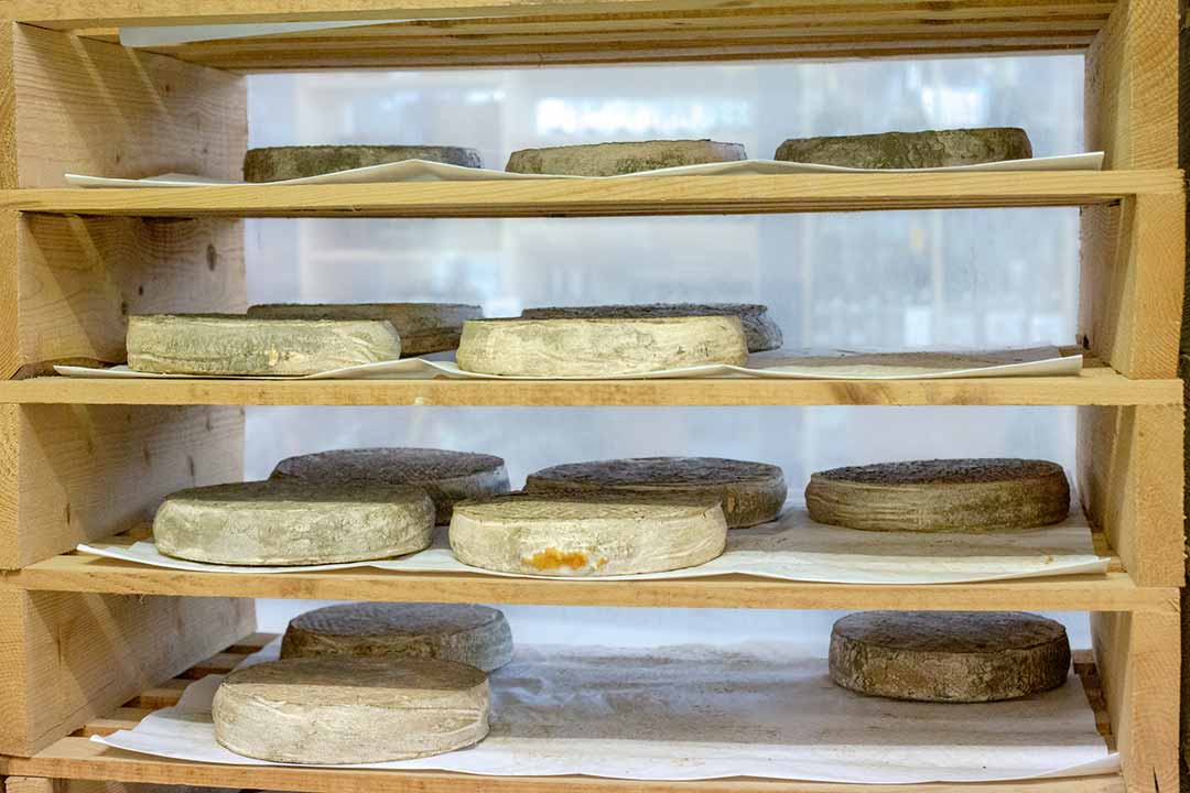 Affinage de fromages de Saint Nectaire